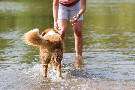woman plays with an Australian Shepherd dog in a riverの写真素材