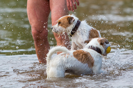 man plays with Parson Russell Terrier in the river
