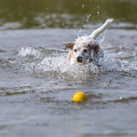 Parson Russell Terrier is retrieving a ball in the waterの写真素材