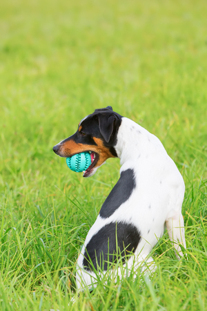 Parson Russell Terrier with a ball in the snoutの写真素材