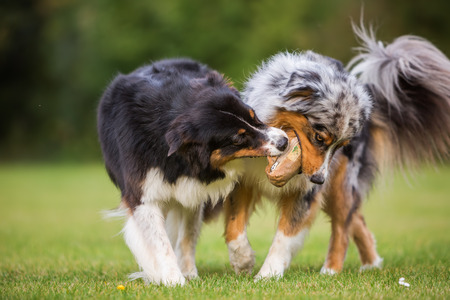 two Australian Shepherd dogs fighting for a food bagの写真素材