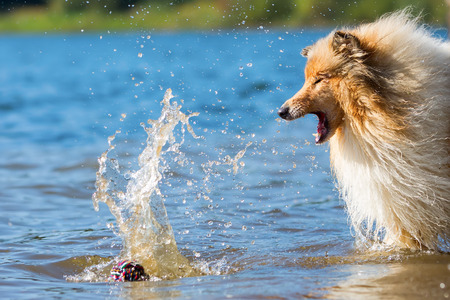 playing with collie dog at a lakeの写真素材