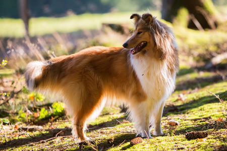backlit portrait of a collie dog in the forestの写真素材