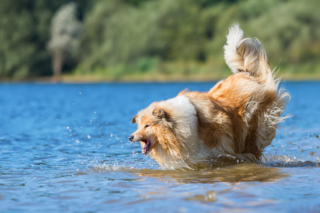 collie dog standing in a lake and barksの写真素材
