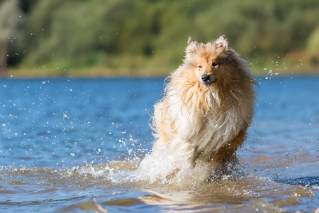 collie dog runs at the border of a lakeの写真素材