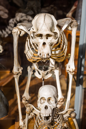Paris, France - October 16, 2016: skeletons of animals in the Gallery of Palaeontology and Comparative Anatomy in Paris. Is a part of the National Museum of Natural History in the Jardin des Plantesのeditorial素材