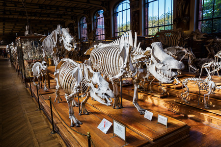 Paris, France - October 16, 2016: skeletons of animals in the Gallery of Palaeontology and Comparative Anatomy in Paris. Is a part of the National Museum of Natural History in the Jardin des Plantesのeditorial素材