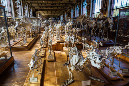 Paris, France - October 16, 2016: skeletons of animals in the Gallery of Palaeontology and Comparative Anatomy in Paris. Is a part of the National Museum of Natural History in the Jardin des Plantesのeditorial素材