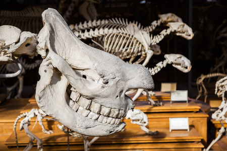 skeletons of animals in the Gallery of Palaeontology and Comparative Anatomy in ParisParis, France - October 16, 2016: skeletons of animals in the Gallery of Palaeontology and Comparative Anatomy in Paris. Is a part of the National Museum of Natural Histoのeditorial素材