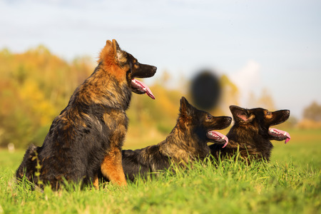 German Shepherd dogs lying on a meadowの写真素材