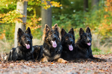 pack of Old German Shepherd dogs sitting together in the autumnal forestの写真素材