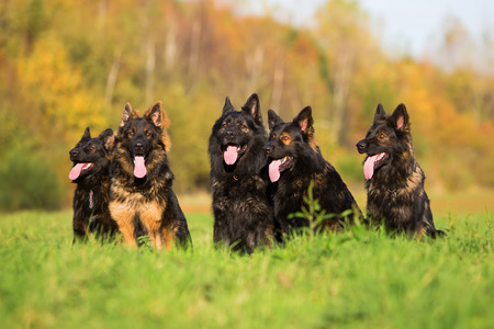 pack of Old German Shepherd Dogs playing on the meadowの写真素材