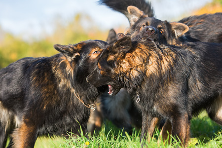 pack of fighting German Shepherd dogs on the meadowの写真素材