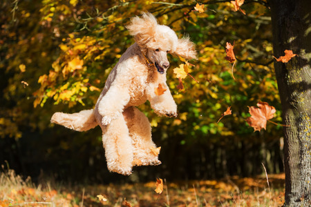 royal poodle has fun and jumps for autumn leavesの写真素材