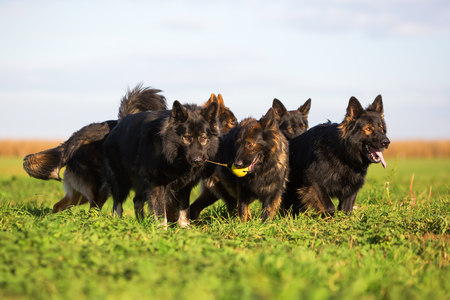 pack of Old German Shepherd Dogs fighting for a toyの写真素材