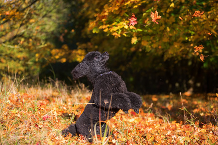 royal poodle having fun by jumping for autumn leavesの写真素材