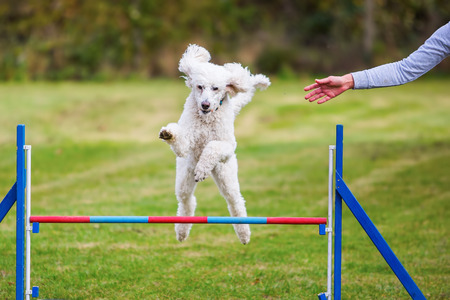 royal poodle jumps over a hurdle of an agility courseの写真素材