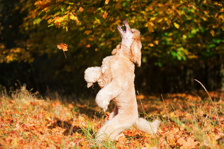 royal poodle having fun by jumping for autumn leavesの写真素材
