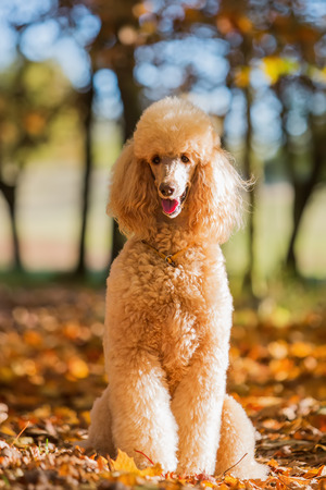 portrait of a royal poodle in an autumn forestの写真素材