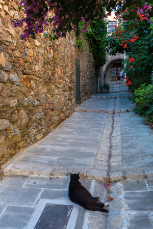 alley with cat in the picturesque village Grimaud, South Franceの写真素材