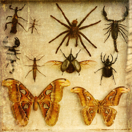 vintage style picture of different preserved insectsの写真素材