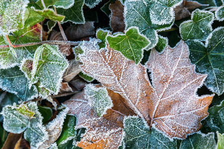 picture of leaves with hoarfrost in winterの写真素材