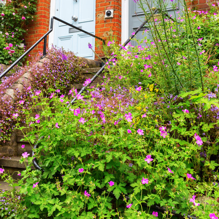 entrance overgrown with geranium plants in London, UKの写真素材
