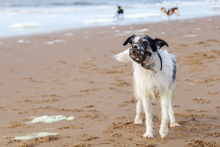 dog with a muzzle is barking at the beachの写真素材