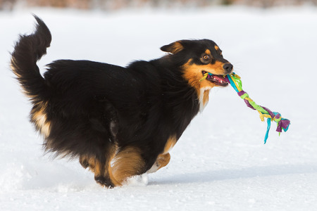 Australian Shepherd dog running with a toy in the snow