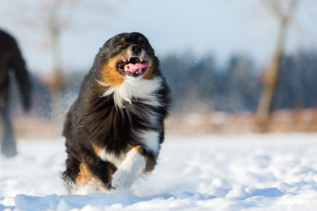 Australian Shepherd dog runs in the snowの写真素材