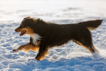picture of an Australian Shepherd dog running in the snowの写真素材