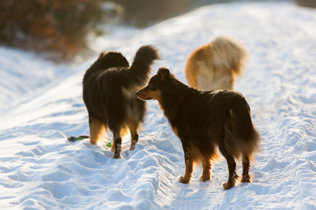 picture of a group of dogs on a wintry forest pathの写真素材