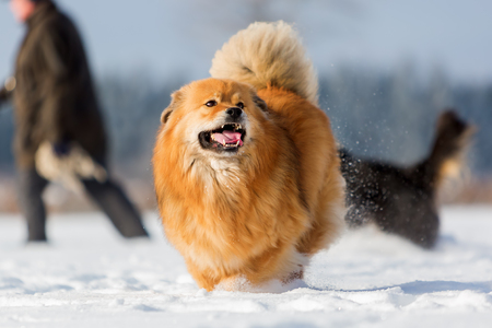 picture of an Elo dog running in the snowの写真素材