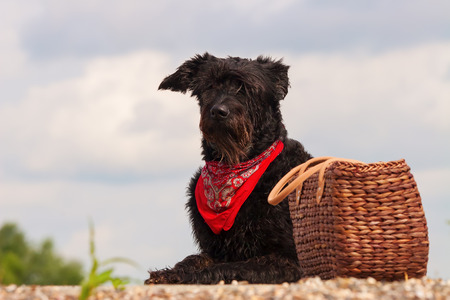 picture of a black dog with a picnic basket