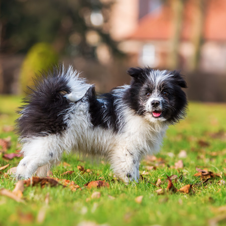 outdoor portrait of a cute Elo puppyの写真素材