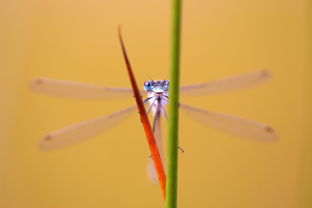 macro picture of a dragonfly which is looking between rushes