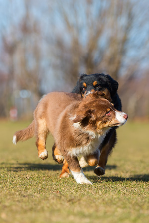 three Australians Shepherds, one puppy and two adults, running on the meadowの写真素材