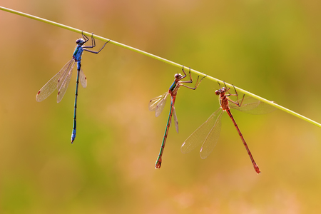 three dragonflies hanging side by side at a grass stalkの写真素材
