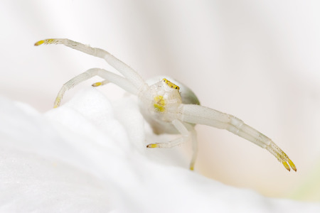 picture of a white crab spider sitting on a white blossomの写真素材