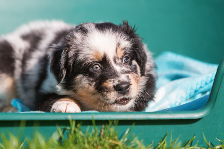 Australian Shepherd puppy lying in a dog basketの写真素材
