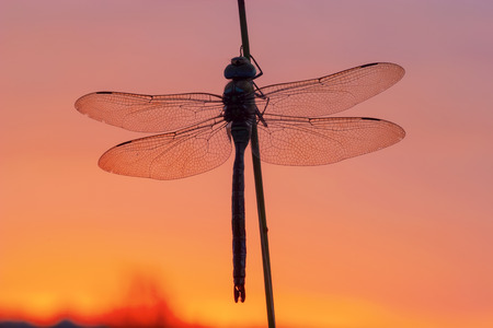macro picture of an emperor dragonfly with red morning skyの写真素材