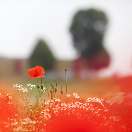 picture of a flower field with poppies and chamomileの写真素材
