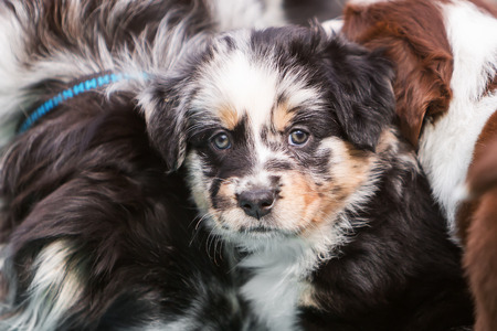 picture of an Australian Shepherd puppy between other dogsの写真素材