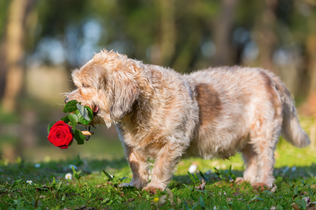 picture of a cute older dog with a rose in the snoutの写真素材