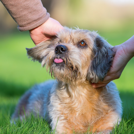 picture of the hands of two women stroking a cute dogの写真素材