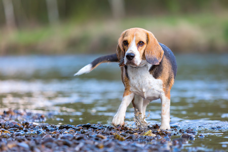 portrait picture of a Beagle dog at the riverの写真素材