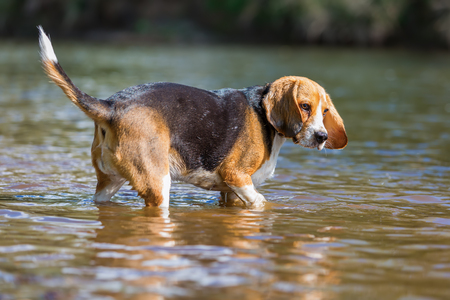 picture of a Beagle dog at the riverの写真素材