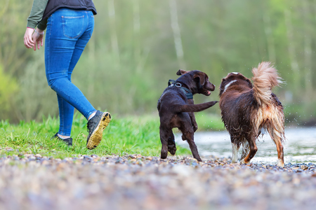 young woman with an Australian Shepherd and a Labrador puppy at the riverの写真素材