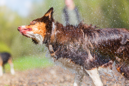 Australian Shepherd dog shaking the wet furの写真素材