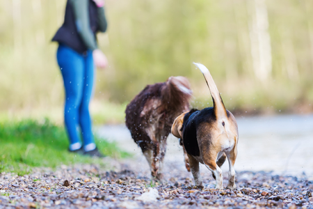 picture of young woman with two dogs at a river, backside of the dogsの写真素材